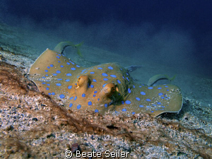 Bluespotted Ray ,digging for food .. , taken at El Quadim... by Beate Seiler 